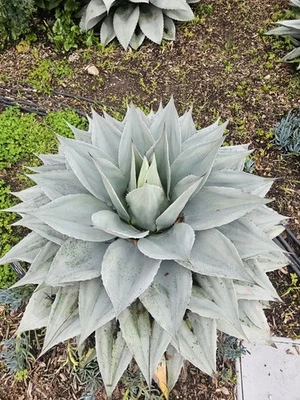 100 Agave Ovatifolia cv. 'Vanzie' Seeds (Whales tongue agave) [Cold Hardy 10F] - Image 1 of 4
