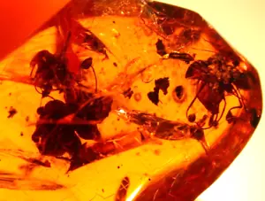 4 Blooming Prioria Flowers in Dominican Amber Fossil Gemstone - Picture 1 of 10