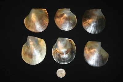6 Blacklip PEARL OYSTER halves - Image 1 of 2