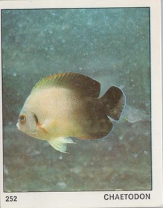 Top Sellers Card - Animals of The World - Card No 252 - Chaetodon - Picture 1 of 2