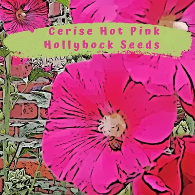 Hollyhock Cerise Pink Flower 40 plus Seeds - Image 1 of 4
