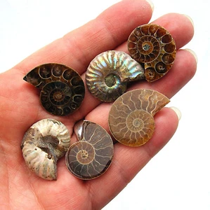 One Ammonite Half 20-40mm Polished A Grade Madagascar - Choose Your Favourite - Picture 1 of 60