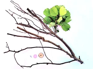 Vogel Sitzstangen Natur Wellensittich 1xca 60 cm Sitzstange Käfig +fr. Zweige - Bild 1 von 6