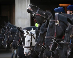 Queen Elizabeth II’s Diamond Jubilee Mounted Regiment 14 x 11" Photo Print - Bild 1 von 1