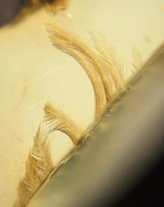 Burmite Fossil Cretaceous amber insect feather Burmese amber Fossil Myanmar - Bild 1 von 6