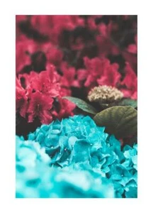 Poster Bunte Blumen Moderner Druck Blumen Wandeinrichtung Zimmer Blumenkunst - Bild 1 von 17