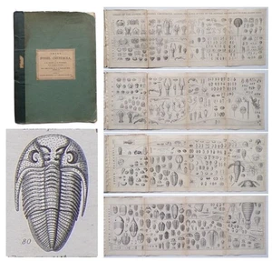 1865 TRILOBITES Carta de CRUSTÁCEOS Eurípteridos Cangrejos SALTER Paleontología - Imagen 1 de 18