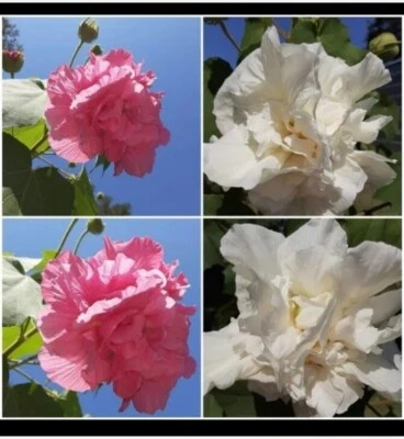 Semillas de rosa de algodón (50+ unidades) ¡Flor rosa que cambia de color! Foto 1 de 4