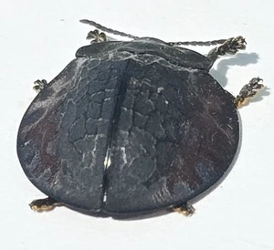 TS-940 Chrysomelidae - Picture 1 of 3