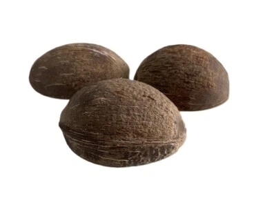 CÁSCARA DE COCO 100% Mitades Naturales Reptil Vela Decoración de EE. UU. Playa Foto 1 de 4