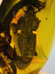 großer seltsamer Käfer Burmit Kreide Bernstein Fossil Dinosaurier Ära - Bild 1 von 2