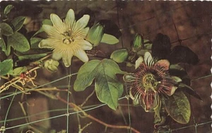 Postal Passion Flower Bermudas - Imagen 1 de 2