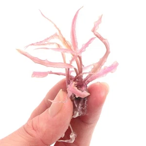 Cryptocoryne Balansae Pink Live Aquarium Plants Tropical Aquascaping Rare K2AQUA - Picture 1 of 5
