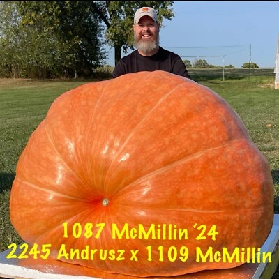 Atlantic Giant Pumpkin Seeds 1087 McMillin’24 (2245 Andrusz X 1109 McMillin)$35 - Image 1 of 4