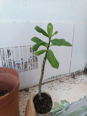 Suculenta Euphorbia Grantii Verde - Imagen 1 de 3