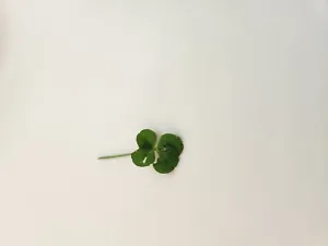 4 Leaf Clover - Picture 1 of 1