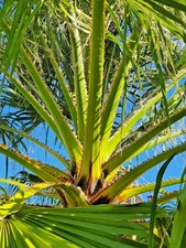 WASHINGTONIA FILIFERA offerta 1000 semi palma della California no Robusta