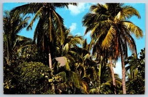 Coconut Palms, South Florida, Vintage Chrome Postcard - Picture 1 of 2
