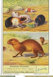 S1600 - CHROMO LIEBIG - 1954 - ""EXOTIC RODENTS"": 4. GUINEA PIG OR IND PIG