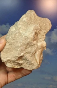 Otodus Obliquus Shark Tooth in natural matrix 130mm X 90mm . As Shown. Boxed. - Picture 1 of 5