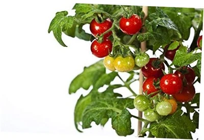 50 semillas de tomate Tiny Tim - tomate de patio, reliquia enana, tomate cereza - por   Foto 1 de 4