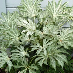 Paquete de arbustos de olla Fatsia Japonica 'Spider's Web' de 9 cm x1 - Imagen 1 de 1