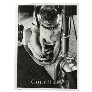 Cole Haan Pug Dog Spiked Collar Vintage Magazine Print Ad 2000 - Picture 1 of 2
