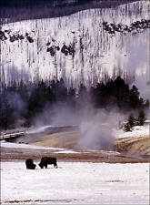1998 Vintage Print Bison Graze Wildlife Loop Trail Black Hills South Dakota