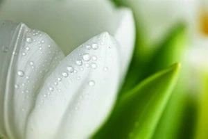 TULIP botanical photo poster LOVELY DEWEY FLOWER exceptional delicate 20x30 - Picture 1 of 1