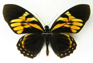 Unmounted Butterfly/Papilionidae - Papilio bachus chrysomelus, male, Peru - Picture 1 of 2