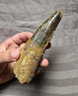 Very Rare Huge Pathological Spinosaurus Fossil Tooth Theropod Dinosaur Morocco - Image 1 of 4