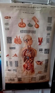 Antique 1939 Max Brodel THE ENDOCRINE GLANDS Medical Chart - Picture 1 of 19
