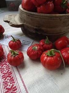 African Aubergine - African Eggplant - 5+ seeds - SPECIAL and FINE! SO 001 - Picture 1 of 3