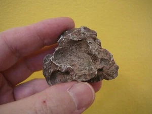 PP502-7) 1.1 oz Real Fossil Crocodile croc POOP doo doo Triassic specimen AZ - Picture 1 of 1