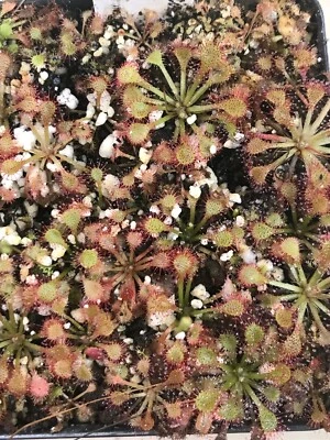 Semillas de Drosera capillaris "Cuba", planta tropical carnívora rocío solar Foto 1 de 2