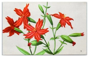 Postal Fire Pink Silnee Virginica - Imagen 1 de 2