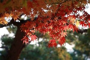 10 Graines d'érable du Japon - arbre bonsaï japonais - semences reproductibles
