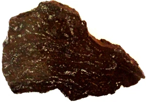 Losa de raíz de palma fosilizada - 135 gramos - Indonesia - negra - blanca - Imagen 1 de 2