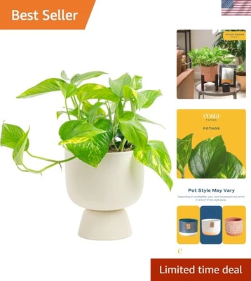 Pothos Plant, Easy to Grow Vining Live Indoor Plant, Air Purifying Trailing H... - Image 1 of 4