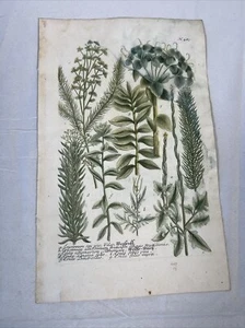 Johann Wilhelm Weinmann (1683–1741) - 18th Century Mezzotint Plants Ferns Print - Picture 1 of 6