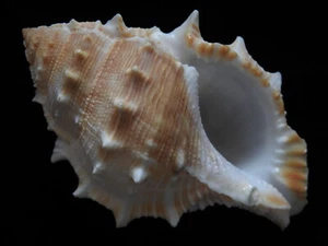 Sea Shells Bufonaria perelegans 100,5 mm ID#5008 - Bild 1 von 5