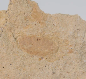 Krabbe, Pinnixia galliheri, Tertiär, Miozän, Carmel, Californien, USA (eb4409) - Bild 1 von 4