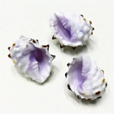 5 Purple Drupa Morum Shells Natural Seashell Rare Real Beach Home Deco 1" In - Image 1 of 4