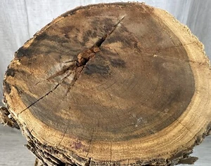 Ironwood Raw Lumber With Bark DIY Woodworking 22.14 LB Round (19X5”) - Picture 1 of 22