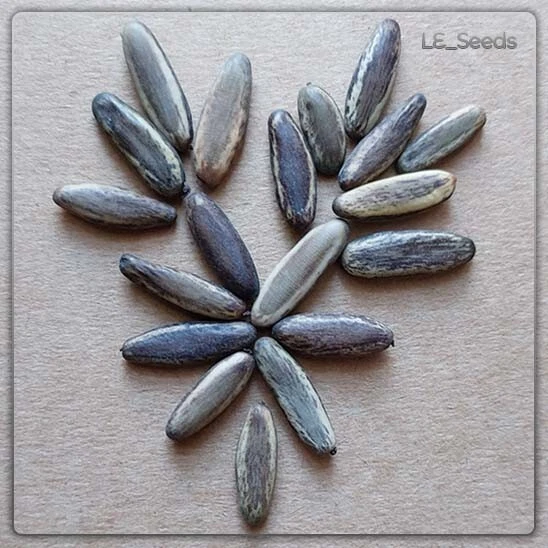 20 x Delonix regia Samen - Flammenbaum - Flamboyant - Blütenmeer - Zierpflanze - Bild 1 von 2