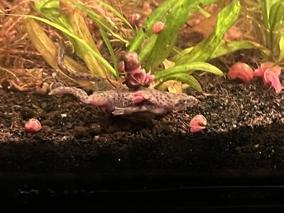 75 caracoles carnero bebé mezcla rosa/rojo/azul Foto 1 de 2