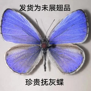 piccola farfalla blu 50 pezzi non montata vera piegata lycaenidae Udara dilecta Cina - Foto 1 di 5