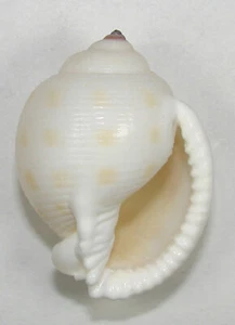 CASSIS FAUROTIS 49.06mm SUPER CHOICE RARE SPECIMEN Cape Guardafier, Somalia - Picture 1 of 2