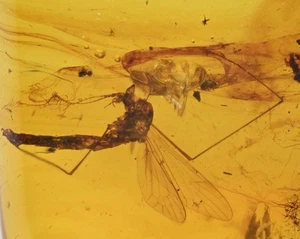 Limoniinae detallada (mosca grúa), inclusión de insectos fósiles en ámbar birmano - Imagen 1 de 4
