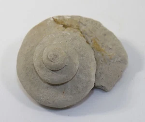 Schnecke, Euryzone delphinuloides, Devon, Dornap b. Wuppertal, Deutschland-f330 - Picture 1 of 6